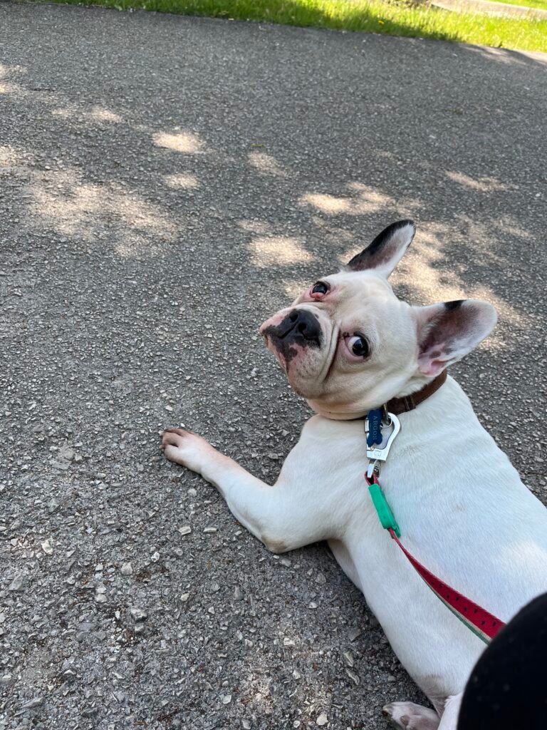 foto do meu cão de nome Argos