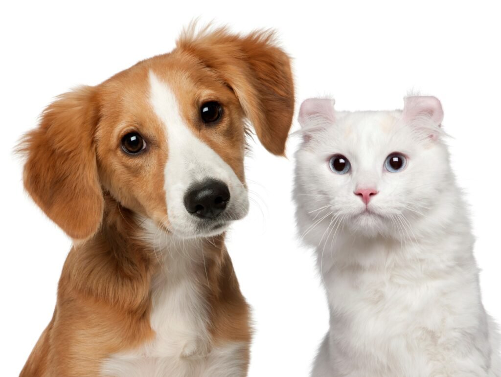 foto de um cão e um gato