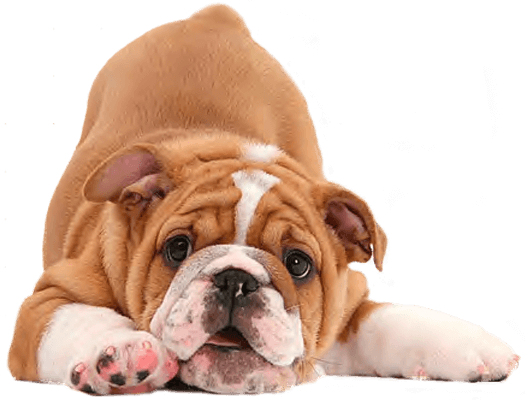 foto de um cão deitado com olhar fixo