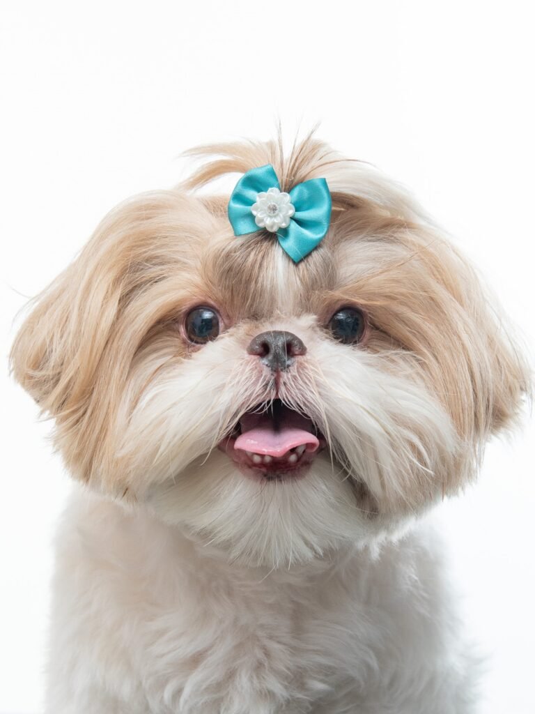 foto de um cão com lacinho na cabeça