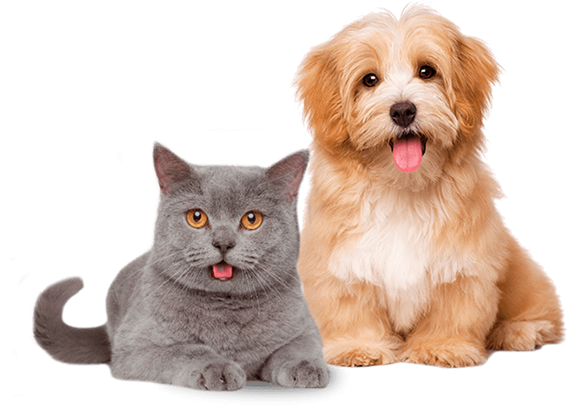 foto de um cão e um gato