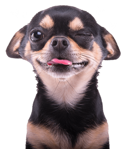 foto de um cão piscando o olho