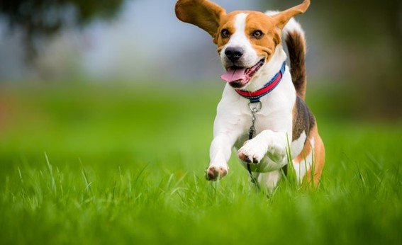 foto de um cão correndo