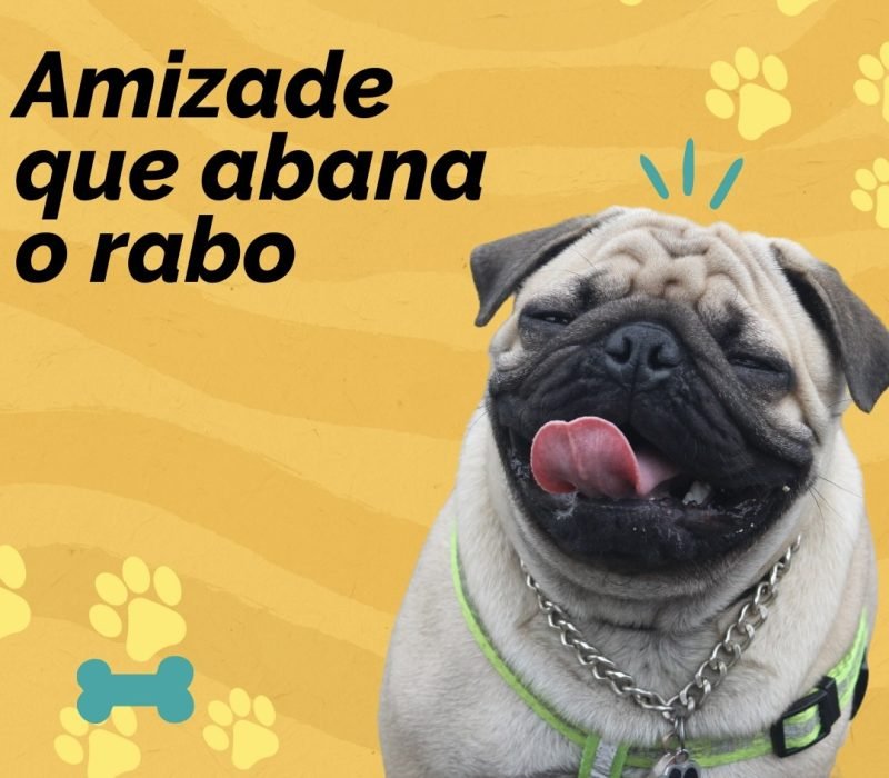 foto de um cão com dizeres Amizade que abana o rabo
